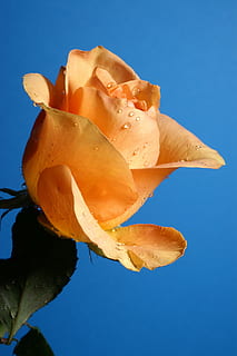 rose, orange, sky, blue, vulnerability, fragility, close-up, plant, nature, beauty in nature, flower, freshness, no people, flowering plant, petal, orange color, growth, flower head, clear sky, inflorescence, day, blue background, 2K, CC0, public domain, royalty free