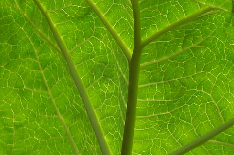 feuille, vert, transparent, partie de la plante, couleur verte, veine de la feuille, plante, fermer, la nature, plein cadre, arrière-plans, personne, fraîcheur, beauté dans la nature, croissance, texturé, macro, super gros-plan, en plein air, Nourriture et boisson, modèle, journée, milieux abstraits, mise au point douce, 4K, CC0, domaine public, libre de droits