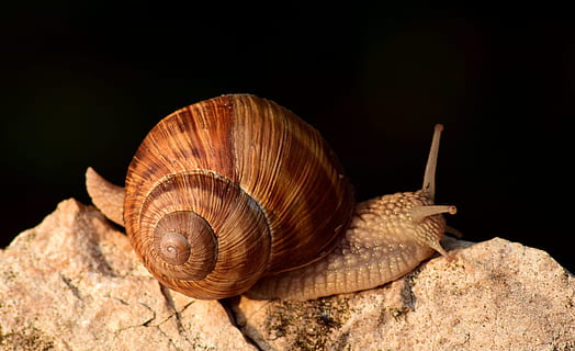 snegl, tæt, skal, krybdyr, dyr, boliger, spiralformet, natur, makro, dyr verden, langsomt, kravle, sten-, et dyr, dyre temaer, havsnegle, dyr i naturen, dyreliv, mollusk, dyreskal, hvirvelløse, sort baggrund, tæt på, dyr kropsdel, ingen mennesker, dyr antenne, klippe, solid, sidebillede, 5K, CC0, offentligt domæne, royaltyfrie
