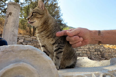 Truthahn, Katze, Hand, menschliche Hand, Säugetier, ein Tier, Haustiere, inländisch, eine Person, menschliches Körperteil, Hauskatze, katzenartig, Wirbeltier, Tag, echte Menschen, solide, draußen, Finger, Haustierbesitzer, Mund offen, 4K, CC0, gemeinfrei, lizenzfrei