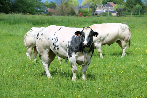 kyr, besetninger, oppdrett, gress, pattedyr, innenlands, husdyr, dyre temaer, dyr, kjæledyr, anlegg, felt, land, grønn farge, virveldyr, kveg, gruppe dyr, natur, landskap, dag, ku, stående, ingen folk, utendørs, planteetende, 2K, CC0, offentlig domene, opphavsrett gratis