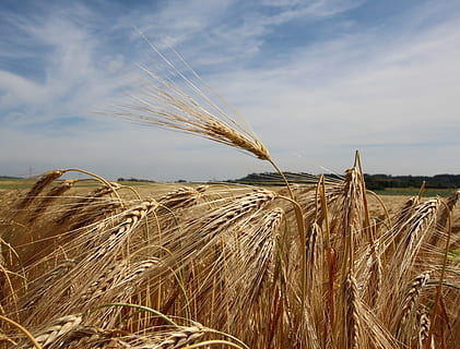 Ear, Cereals, sky, agriculture, cereal plant, crop, field, farm, growth, landscape, rural scene, land, cloud - sky, plant, nature, environment, tranquil scene, tranquility, day, wheat, no people, beauty in nature, outdoors, stalk, plantation, 4K, CC0, public domain, royalty free