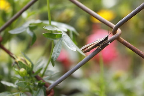 insetos, 1, pequeno, gafanhoto, insetos voadores, fio, plantar, fechar-se, focar em primeiro plano, crescimento, ninguém, natureza, parte da planta, folha, beleza na natureza, dia, flor, cor verde, fragilidade, ao ar livre, planta com flores, suspensão, vulnerabilidade, protecção, emoção positiva, segurança, 2K, CC0, domínio público, royalty free