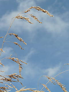 Gras, Wind, Schlag, flattern, trocken, Saat, komprimiertes Wiesengras, poa compressa, platt halm panicle, flaches Wiesengras, Bluegrass, Lakritze, Poaceae, getrocknet, Blau, keine Leute, Himmel, Natur, Tag, Pflanze, Flachwinkelansicht, wolke - himmel, Wachstum, Fokus auf den Vordergrund, Schönheit in der Natur, draußen, Ruhe, Sonnenlicht, Baum, Landwirtschaft, Ernte, Blatt, Nahansicht, Pflanzenstamm, 2K, CC0, gemeinfrei, lizenzfrei