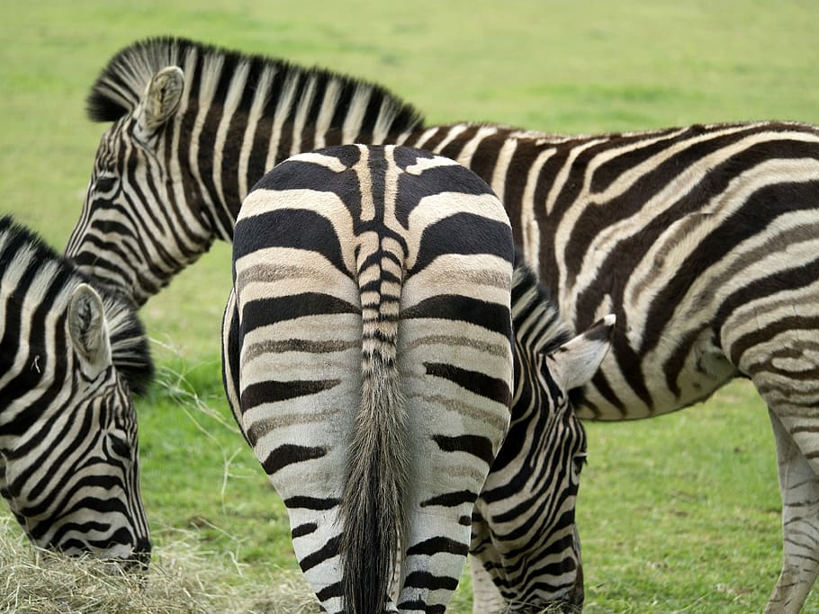 modelli, zebra, natura, a strisce, animali allo stato selvatico, fauna selvatica, animali safari, animale, temi animali, mammifero, erba, safari, gruppo di animali, campo, pianta, modello naturale, nessuno, segni di animali, vertebrato, terra, giorno, erbivoro, all'aperto, 4K