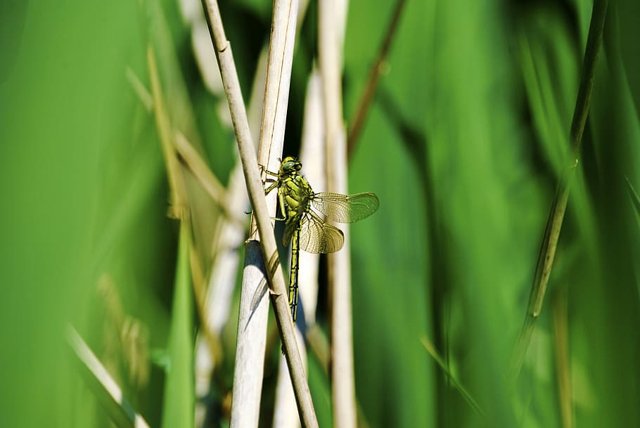 libèl·lula, herba, ala, tancar, naturalesa, animal, libèl·lula de la vareta, brillant, insecte, textura, Adonis Dragonfly, insecte de vol, criatura, volar, transparent, ulls, fulla d'herba, fotografia de fauna salvatge, libèl·lula petita, perseverar, estiu, Adonis, donzella, animals a la natura, fauna animal, color verd, temes d'animals, un animal, planta, invertebrat, primer pla, dia, cap gent, enfocament selectiu, creixement, bellesa a la natura, centrar-se en primer pla, senyoreta, ala dels animals, a l'aire lliure, 4K