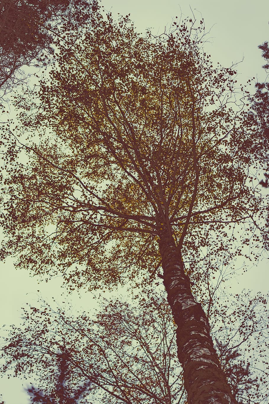 natura, foresta, alberi, rami, ambiente, le foglie, fotografia ad angolo basso, all'aperto, corteccia di albero, tronco d'albero, tronco, boschi, albero, pianta, Inquadratura dal basso, cielo, ramo, bellezza nella natura, crescita, la tranquillità, nessuno, giorno, autunno, cielo sereno, scenics - natura, alto - alto, idilliaco, baldacchino di albero, 5K