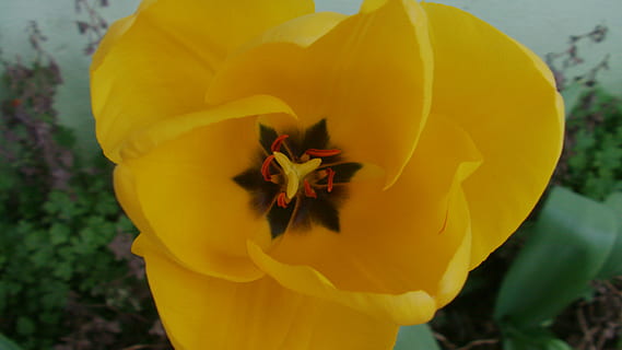 floare, lipitoare, peisaj, galben, portocale, concentra, aer, planta cu flori, plantă, vulnerabilitate, fragilitate, petală, a închide, frumusețe în natură, prospeţime, natură, cap de floare, inflorescenţă, zi, nici o persoana, în aer liber, creştere, să se concentreze asupra primelor elemente, inflori, polen, 5K, CC0, domeniu public, fără drepturi de autor
