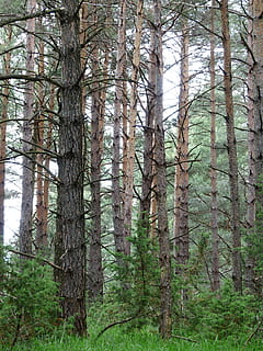mäntymetsässä, puunrungot, metsä, Puut, metsänhoito, mänty, forlen, pinus, havupuu, Pinophyta, mäntyperhe, Läntinen, puu, puun runko, kasvi-osa, kasvi, runko, maa, tyyneys, kasvu, päivä, luonto, ei ihmisiä, rauhallinen kohtaus, kauneus luonnossa, maisemat - luonto, ei-kaupunkikuvia, ulkona, vihreä väri, haara, ympäristö, 4K, CC0, public domain, rojaltivapaa