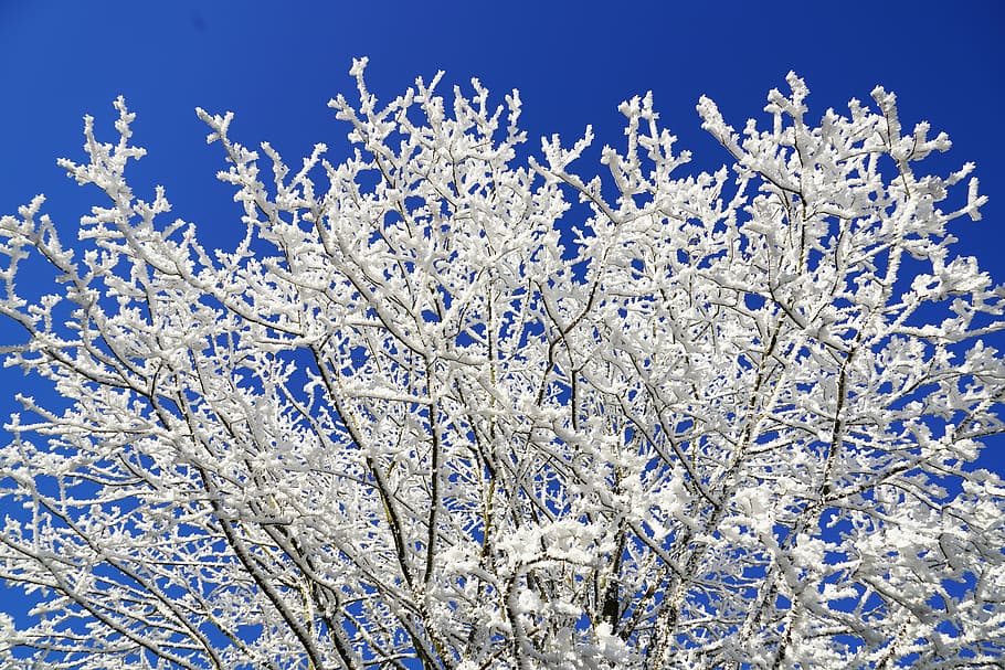 Baum, Krone, Raureif, ästhetisch, Geäst, Winter, Winterbild, Winter-Fotografie, Winteraufnahme, Winter-Foto, eiskristalle, Schneekristalle, Eis, kalt, Kristalle, gefroren, Schnee, Weiß, Blau, Natur, Blume, Pflanze, keine Leute, Schönheit in der Natur, klarer Himmel, Frühling, draußen, Tag, kalte Temperatur, weiße Farbe, Himmel, Wachstum, Flachwinkelansicht, Ast, Frische, blühende Pflanze, Kiefer, schneebedeckter Berg, 8K
