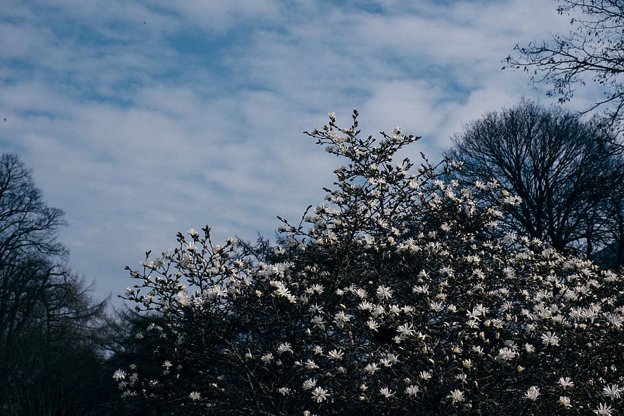 blühender Magnolienbaum, Blühen, Magnolienbaum, Natur, Baum, Himmel, draußen, Winter, Ast, Blau, Jahreszeit, keine Leute, Schnee, Hintergründe, Pflanze, Tag, wolke - himmel, Wachstum, Flachwinkelansicht, Blume, blühende Pflanze, Schönheit in der Natur, die Architektur, Gebäudehülle, gebaute Struktur, Frische, Frühling, Kirschblüte, Kirschbaum, 4K