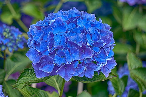 hortensia, blomst, flora, blå, natur, sommer, have, kronblade, botanik, blomstring, blomstrende plante, plante, friskhed, tæt på, skønhed i naturen, blad, plante del, kronblad, lilla, blomsterstand, blomsterhoved, skrøbelighed, vækst, forår, sårbarhed, flok blomster, ingen mennesker, udendørs, blødhed, havearbejde, 5K, CC0, offentligt domæne, royaltyfrie
