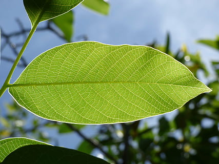 la photographie, vert, plante à feuilles, feuille, translucide, nerfs, détail, texture, ramifications, noyer, couleur verte, fermer, la nature, journée, se concentrer sur le premier plan, plante, en plein air, fraîcheur, personne, partie de la plante, croissance, veine de la feuille, vulnérabilité, fragilité, beauté dans la nature, arbre, mise au point sélective, botanique, lumière du soleil, fortement éclairé, 4K, CC0, domaine public, libre de droits