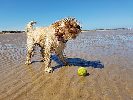 başlıksız, plaj, köpek, top, cockapoo, köpek yavrusu, yaz, kum, Evcil Hayvan, hayvan, okyanus, deniz, Su, tatil, sevimli, eğlence, mutlu, Güneş, dış mekan, boş, sahil, oyun, doğa, genç, dalgalar, şakacı, arkadaş, seyahat, kıyı, Evcil Hayvanlar, açık havada, safkan köpek, köpekler, hayvanlar ve evcil hayvanlar, koşu, dostluk, bir hayvan, yerli, memeli, arazi, hayvan temaları, gökyüzü, Tenis topu, tenis, insansız, küçük, 4K, CC0, kamu malı, telif ücretsiz