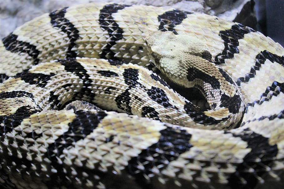 șerpi, animale, şarpe, un animal, târâtoare, animale tematice, animal, pe scara animalelor, animale în sălbăticie, a închide, model, animale sălbatice, animale vertebrate, modelul natural, nici o persoana, marcarea animalelor, ghemuit, partea corpului animalului, piele de animal, selectiv, comunicare, natură, otrăvitor, cap de animal, 5K