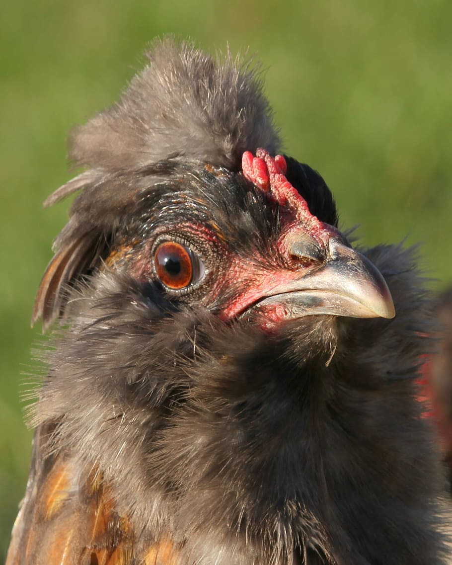 pollastre, gallina, aus de corral, gamma lliure, rang, pasqua-egger, ocell, gris, bec, mascotes, granja, gallines, plomes, senar, arrufar les celles, divertit, pinta, mira, fixa't, part del cos dels animals, cap d’animals, un animal, bestiar, temes d'animals, animal, vertebrats, primer pla, centrar-se en primer pla, animals a la natura, fauna animal, naturalesa, cap gent, dia, a l'aire lliure, pollastre - ocell, mirant, mirant cap a fora, ull d’animals, 1080P