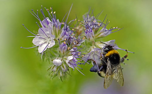 ape, ala, insetto, natura, vicino, macro, polline, animale, nettare, fiorire, fioritura, impollinazione, pianta, flora, macrofotografia, raccogliere, riposo, frühlingsanfang, giardino, operaio dentro, giardino floreale, balla, capelli, arbusto ornamentale, fragranza, cespuglio, fiore, pianta fiorita, temi animali, fauna selvatica, invertebrato, un animale, animali allo stato selvatico, fragilità, avvicinamento, bellezza nella natura, freschezza, vulnerabilità, testa di fiore, petalo, nessuno, all'aperto, bombo, viola, 4K, CC0, dominio pubblico, privo di copyright