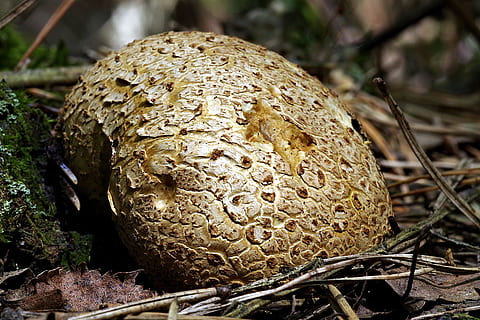 fuzz-ball, cogumelo, ampla, macro, a coleção de, floresta, verde, natureza, plantas, velo, fechar-se, fungo, Comida, árvore, plantar, ninguém, terra, focar em primeiro plano, crescimento, vegetal, dia, comida e bebida, ao ar livre, foco seletivo, Alimentação saudável, Castanho, campo, 5K, CC0, domínio público, royalty free