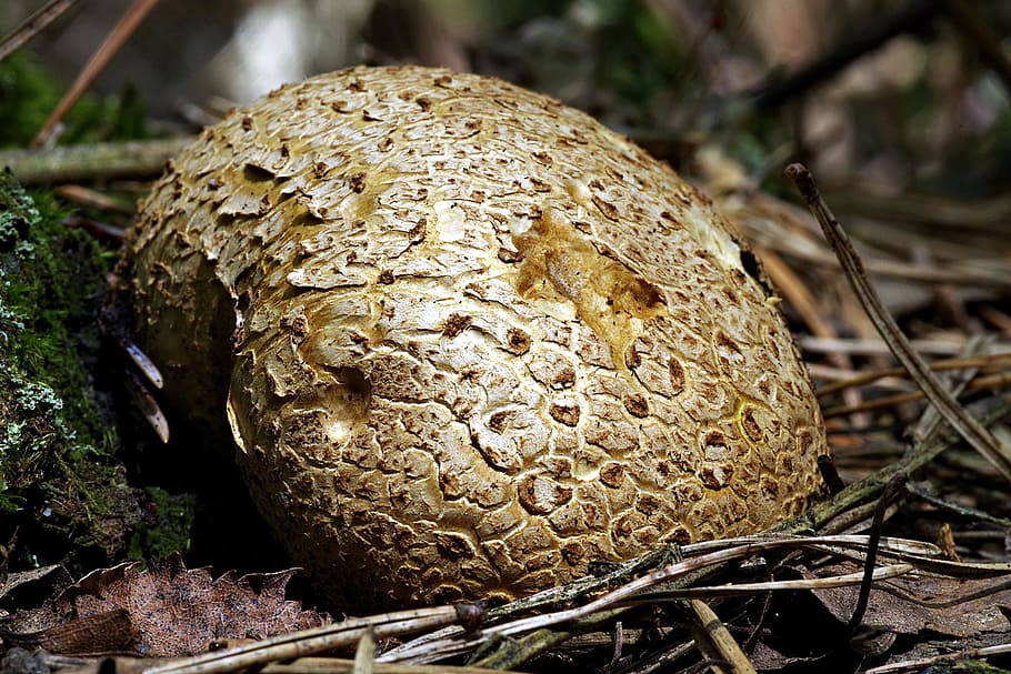 bola de fuzz, bolets, gran, macro, la col·lecció de, bosc, verd, naturalesa, plantes, llana, primer pla, fong, menjar, arbre, planta, cap gent, terra, centrar-se en primer pla, creixement, vegetals, dia, menjar i beguda, a l'aire lliure, enfocament selectiu, alimentació saludable, marró, camp, toadstool, 5K