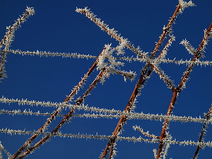 vines, winter, forestry, cold, eiskristalle, iced, aesthetic, sky, blue, no people, wire, low angle view, security, nature, protection, safety, clear sky, warning sign, day, sign, fence, communication, pattern, outdoors, boundary, metal, sunlight, 2K, CC0, public domain, royalty free