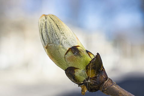 Natur, Baum, Frühling, Knospe, Ast, Makro, Einzelheiten, krupnyj plan, Blumen, ein Tier, Tier, Tierthemen, Nahansicht, Tierwelt, Tiere in freier Wildbahn, Fokus auf den Vordergrund, Tag, keine Leute, Tierkörperteil, draußen, wirbellos, Insekt, Tierkopf, Reptil, Pflanze, Wirbeltier, selektiver Fokus, 5K, CC0, gemeinfrei, lizenzfrei