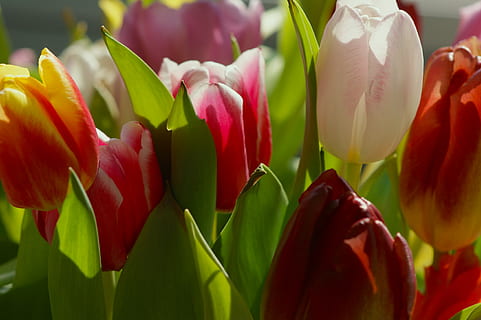 tulipas, Strauss, Dom, Primavera, colorida, flores, lindo, flora, natureza, planta com flores, flor, beleza na natureza, plantar, frescura, fechar-se, pétala, vermelho, vulnerabilidade, fragilidade, tulipa, crescimento, cabeça de flor, inflorescência, ninguém, folha, parte da planta, dia, focar em primeiro plano, ao ar livre, 4K, CC0, domínio público, royalty free
