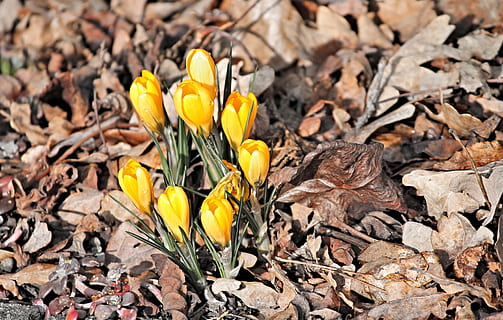 Nahaufnahmen, Gelb, Blumen, braun, Gras, Krokus, Knospe, Gruppe, versteckt, Frühling, blühen, Blume, Frühblüher, Frühlingsblume, schließen, Natur, gelbe Blume, Frühlingserwachen, Pflanze, gelbe Frühlingsblume, der Beginn des Frühlings, Frühlingskrokus, Farbe, Vorbote des Frühlings, hell, Garten, blühende Pflanze, Verletzlichkeit, Zerbrechlichkeit, Iris, Schönheit in der Natur, Wachstum, Frische, Nahansicht, keine Leute, Blütenblatt, Feld, Land, Tag, Blütenkopf, Blütenstand, draußen, 4K, CC0, gemeinfrei, lizenzfrei