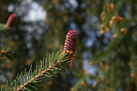 pušis, kūgis, pinecone, medis, filialas, eglės, pobūdį, augalų, augimą, sutelkti dėmesį į naujas žinias, grožis gamtoje, dieną, Iš arti, nėra žmonių, ramybė, lauke, atrankinis dėmesys, žemės, žalia spalva, augalų dalis, šviežumas, lapai, saulės šviesa, augalų stiebas, trapumas, spygliuočių medis, 4K, CC0, Viešasis domenas, nemokamai