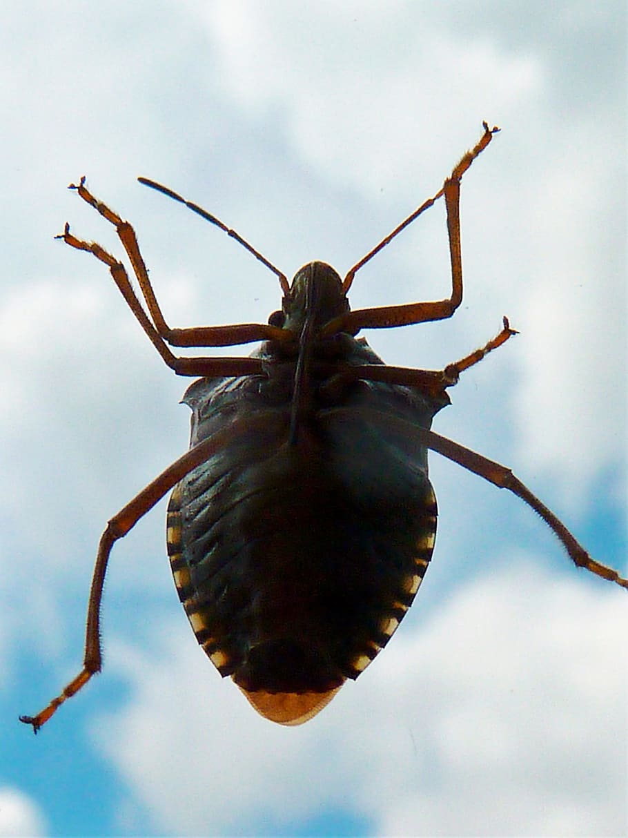 insecte, chinch bugs, errors de camp, errors, aelia acuminata, olor d’errors, spitz ling, un animal, animals a la natura, temes d'animals, invertebrat, animal, fauna animal, primer pla, naturalesa, dia, part del cos dels animals, cap gent, cel, a l'aire lliure, centrar-se en primer pla, núvol - cel, antena animal, bellesa a la natura, planta, cames d’animal, 2K