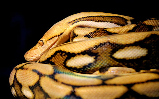 reticulat, python, serp, rèptil, animal, escales, groc, marró, negre, ratlles, llaminer, descans, fosc, brillant, persecució, terrari, part del cos dels animals, un animal, primer pla, temes d'animals, vertebrats, fons negre, cap gent, fauna animal, tir de l'estudi, animals en captivitat, a l'interior, cap d’animals, animals a la natura, retrat, arrissat, escala d’animals, zoo, verinós, ull d’animals, berenar, 2K, CC0, domini públic, lliure de regalies