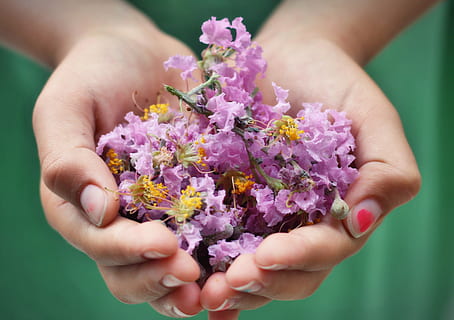 persoon, vervoer, roze, gepulseerde bloemen, handen, kind, bloem, rustiek, tuin-, farm, kinderjaren, vingers, weinig, jong, spelen, pret, kinderen, handen vasthouden, kleurrijk, bezit, liefde, menselijk, schattig, geluk, heerlijk, saamhorigheid, vriendschap, lente, menselijke hand, natuur, vrouw, detailopname, bloeiende plant, een persoon, fabriek, kwetsbaarheid, hand-, versheid, menselijk lichaamsdeel, breekbaarheid, schoonheid in de natuur, roze kleur, focus op de voorgrond, bloemhoofd, Purper, bloeiwijze, handen gecupt, bloemstuk, boeket, 2K, CC0, publiek domein, royaltyvrij