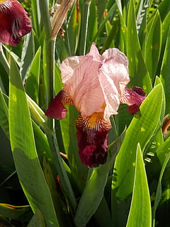 iris, tonificat, flor, florir, primavera, dos tons, marró, rosa, full, creixement, color verd, planta, naturalesa, planta amb flors, bellesa a la natura, fragilitat, vulnerabilitat, pètal, primer pla, frescor, part de la planta, cap de flor, inflorescència, dia, cap gent, centrar-se en primer pla, botànica, a l'aire lliure, iris - planta, 4K, CC0, domini públic, lliure de regalies