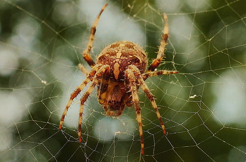 edderkopp, spindelvev, web, nettverk, skummel, insekt, arachnid, dyre temaer, dyr, ett dyr, nærbilde, dyreliv, skjørhet, leddyr, virvelløse, dyr i naturen, fokusere på forgrunnen, sårbarhet, natur, ingen folk, dag, dyr kroppsdel, veving, utendørs, dyr bein, giftig, 2K, CC0, offentlig domene, opphavsrett gratis