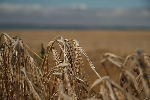 Feld, Weizen, Acker, bauer, Landwirtschaft, korn, wachsen, organisch, Gerste, Kornfeld, Landschaft, wachstum, sommer, Ahren, Agrar, Getreide, ernte, Gesundheit, Samen, Stengel, Brot, teren, camp, peisaj, agricultură, planta de cereale, rural, a decupa, plantă, fermă, creştere, liniște, natură, să se concentreze asupra primelor elemente, frumusețe în natură, cer, zi, nici o persoana, scenice - natura, o scenă liniștită, a închide, în aer liber, plantaţie, 2K, CC0, domeniu public, fără drepturi de autor