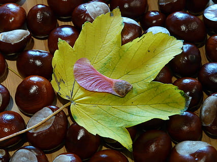 winged ahornfrucht, maple fruit, fruit, maple, maple leaf, acer, leaf, coloring, red, orange, red orange, autumn, norway maple, acer platanoides, needle leaf maple, chestnut, run, plant part, food and drink, food, close-up, no people, healthy eating, freshness, still life, nature, wellbeing, day, full frame, dry, nut, chestnut - food, outdoors, change, leaves, natural condition, 2K, CC0, public domain, royalty free