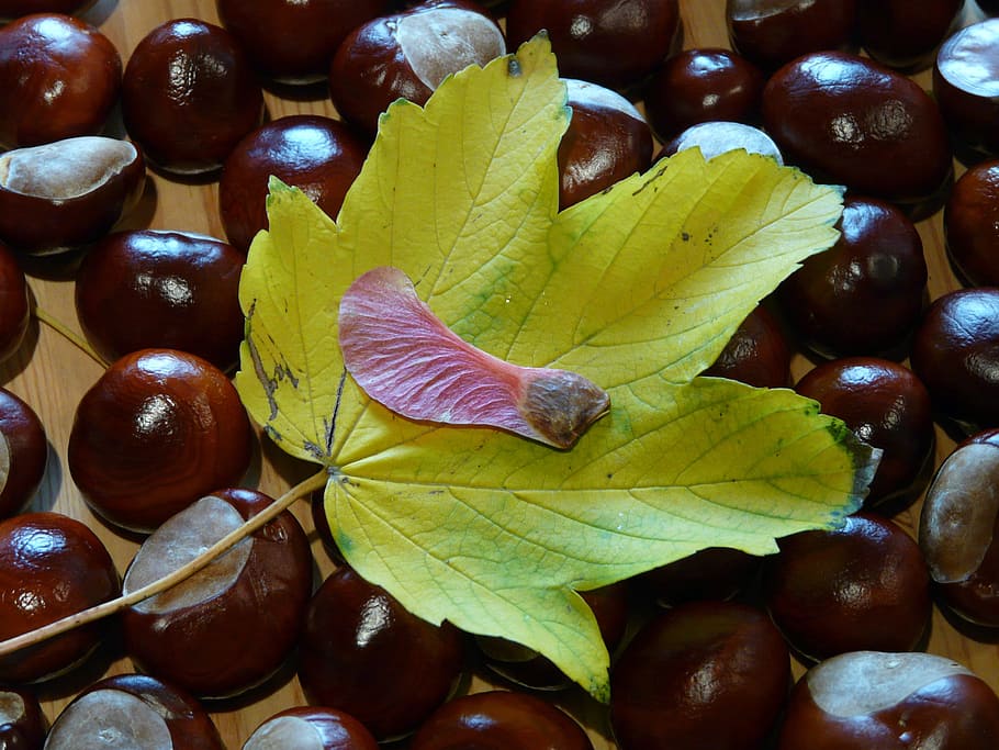 ahornfrucht amb ales, fruita de l’arce, fruita, maple, fulla d'auró, acer, full, coloració, vermell, taronja, taronja vermella, tardor, Maple noruec, Acer platanoides, auró de fulles d’agulla, castanya, correr, part de la planta, menjar i beguda, menjar, primer pla, cap gent, alimentació saludable, frescor, natura morta, naturalesa, benestar, dia, marc complet, sec, nou, aliments de castanya, a l'aire lliure, canvi, fulles, condició natural, 2K