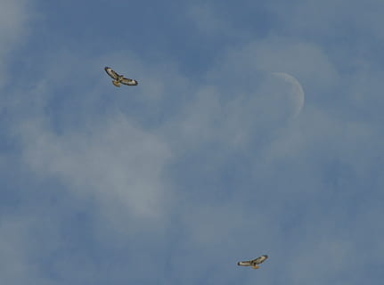 natură, pasăre, Buzzard, zbor, vehiculul aerian, cer, avion, aer, transport, la mijlocul-aer, nor - cer, vedere unghiulară joasă, animale sălbatice, animale vertebrate, animal, animale tematice, animale în sălbăticie, mijloc de transport, un animal, zi, nici o persoana, mişcare, în aer liber, 1080P, CC0, domeniu public, fără drepturi de autor