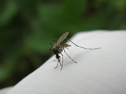 komar, bite, insect, closeup, macro, bites, nature, invertebrate, animal themes, animal wildlife, animal, animals in the wild, one animal, close-up, human body part, focus on foreground, day, animal wing, selective focus, unrecognizable person, outdoors, animal body part, real people, one person, zoology, 4K, CC0, public domain, royalty free