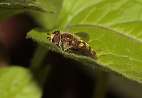 hoverfly, insect, wing, compound, animal wildlife, animal themes, animal, plant part, invertebrate, leaf, animals in the wild, one animal, plant, green color, close-up, selective focus, no people, nature, bee, beauty in nature, day, growth, outdoors, 1080P, CC0, public domain, royalty free