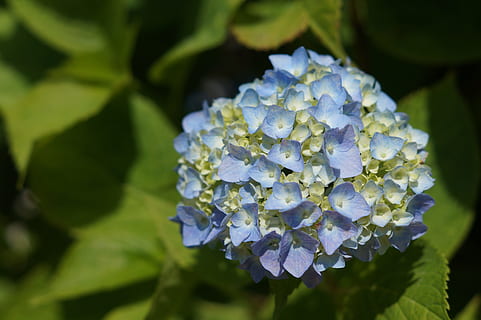 hydrangea, bunga-bunga, bunga, tanaman, tanaman berbunga, keindahan di alam, kerapuhan, menanam, kerentanan, kesegaran, pertumbuhan, daun bunga, hal berkembang, merapatkan, kepala bunga, alam, bagian tanaman, daun, fokus pada latar depan, hari, musim semi, ungu, di luar rumah, tidak ada orang, seikat bunga, 5K, CC0, domain publik, bebas royalti