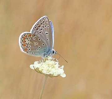 superficiale, fotografia a fuoco, Comune, blu, farfalla, insetto, natura, vivere, farfalla - insetto, animale, ala animale, avvicinamento, estate, bellezza nella natura, macro, multicolore, fiore, invertebrato, pianta fiorita, fragilità, vulnerabilità, fauna selvatica, freschezza, pianta, temi animali, animali allo stato selvatico, nessuno, un animale, petalo, testa di fiore, impollinazione, polline, 1080P, CC0, dominio pubblico, privo di copyright