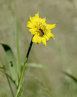flor, abella, groc, verticalment, verd, el rerefons, prat, insecte, polinització, planta amb flors, vulnerabilitat, fragilitat, planta, frescor, pètal, bellesa a la natura, creixement, primer pla, cap de flor, invertebrat, temes d'animals, inflorescència, fauna animal, animals a la natura, naturalesa, un animal, cap gent, a l'aire lliure, pol·len, 2K, CC0, domini públic, lliure de regalies