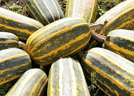 tykve, dřeň, veg, zeleniny, jídlo, čerstvý, vegetariánský, organický, vaření, rostlina, sklizeň, přísada, rustikální, Příroda, pozadí, jídlo a pití, nikdo, Zdravé stravování, celý rám, den, na prodej, hojnost, trh, blahobyt, detail, svěžest, maloobchodní, venku, zásobník, stálý život, velká skupina objektů, stání na trhu, kolo, 2K, CC0, veřejná doména, bez autorských práv