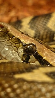 slanger, burmeser, python, krybdyr, slange, dyr, natur, dyre temaer, et dyr, dyreliv, dyr i naturen, tæt på, hvirvelløse, selektiv fokusering, insekt, ingen mennesker, dyr kropsdel, dag, zoologi, udendørs, fokus på forgrunden, hvirveldyr, dyr øje, dyreskal, dyr hoved, 1080P, CC0, offentligt domæne, royaltyfrie
