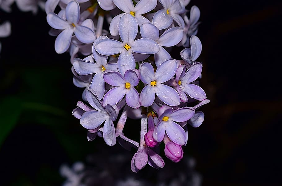 lila, flor, florir, primavera, rosa, naturalesa, floral, florint, planta, fresc, jardí, botànica, temporada, natural, brillant, contrast, color, llum, textura, bonic, pètal, porpra, fragilitat, bellesa a la natura, planta amb flors, frescor, vulnerabilitat, inflorescència, cap de flor, primer pla, creixement, cap gent, orquídies, centrar-se en primer pla, a l'aire lliure, fons negre, pol·len, Ram de flors, 1080P