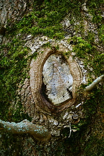 rudos medienos plokštės, medis, senas medis, knothole, žurnalas, mediena, nuskendo, giraitė, nuskendo baumas, samanos, gnarled, pobūdį, šakos, gentis, struktūrą, miškas, augalų, dieną, nėra žmonių, medžio kamienas, bagažinė, lauke, ratą, žievė, geometrinės formos, tekstūruotas, augimą, figūra, Iš arti, žemės, mediena - medžiaga, kelmas, 5K, CC0, Viešasis domenas, nemokamai