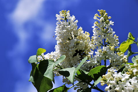senza, biel, primavera, cielo, fiore, natura, pianta, stagione, estate, foglia, ramo, floreale, fioritura, alla corte di, giardino, nessuno, avvicinamento, albero, rametto, albero in fiore, fiorente, bianca, boccioli di fiori, fioriture, la delicatezza, l'ambiente, ramoscelli, bellezza, boccioli in fiore, rametto di fiori, cielo blu, pianta fiorita, freschezza, fragilità, bellezza nella natura, vulnerabilità, crescita, blu, fiorire, Colore bianco, petalo, testa di fiore, infiorescenza, giorno, parte vegetale, viola, lilla, un mazzo di fiori, composizione floreale, 5K, CC0, dominio pubblico, privo di copyright