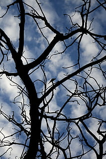 tree, sky, clouds, twigs, nature, blue, old tree, landscape, blue sky, against light, flying, silhouette, autumn, branch, plant, cloud - sky, bare tree, low angle view, no people, day, tranquility, outdoors, beauty in nature, dead plant, trunk, tree trunk, close-up, scenics - nature, dried plant, 5K, CC0, public domain, royalty free