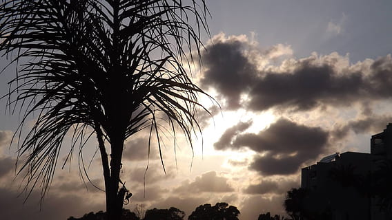 tramonto, spiaggia, cielo, albero, viaggio, orizzonte, estate, blu, all'aperto, calma, isola, nuvola - cielo, clima tropicale, pianta, Palma, silhouette, bellezza nella natura, natura, Inquadratura dal basso, crescita, nessuno, scenics - natura, la tranquillità, luce del sole, struttura costruita, architettura, esterno dell'edificio, foglia di palma, 1080P, CC0, dominio pubblico, privo di copyright