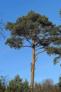 Wald, Baum, hoch, Stimmung, Januar, Natur, Landschaft, Himmel, Ast, ästhetisch, Winter, Wintersonne, Nadelbäume, Pflanze, Wachstum, klarer Himmel, Blau, Flachwinkelansicht, Schönheit in der Natur, Tag, keine Leute, Ruhe, grüne Farbe, draußen, Sonnenlicht, Baumstamm, Kofferraum, Szenen - Natur, ruhige Szene, 5K, CC0, gemeinfrei, lizenzfrei